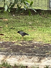 Acridotheres javanicus