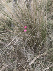 Convolvulus angustissimus