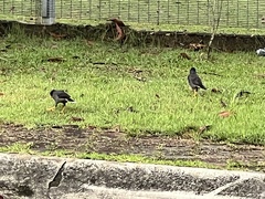 Acridotheres javanicus