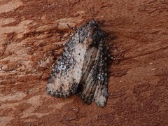 Mesapamea fractilinea