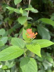 Lantana