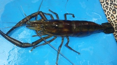 Macrobrachium carcinus