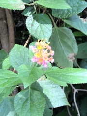 Lantana camara