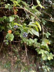 Lantana