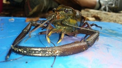 Macrobrachium carcinus