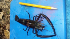 Macrobrachium carcinus