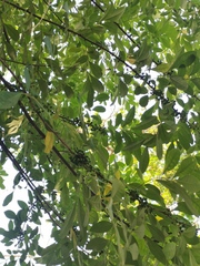 Trichilia havanensis