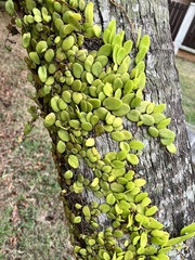 Pyrrosia piloselloides