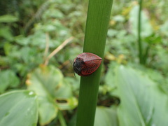 Cyrtonota textilis