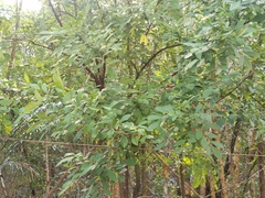 Trichilia havanensis