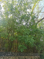 Trichilia havanensis