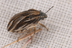 Homaemus parvulus