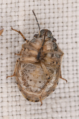 Homaemus parvulus