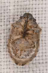 Homaemus parvulus