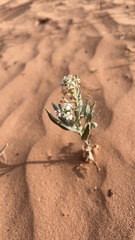 Dimorphocarpa wislizeni