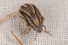 Homaemus parvulus