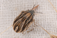 Homaemus parvulus