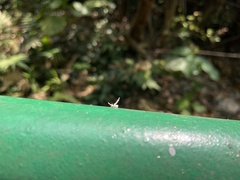 Auchenorrhyncha
