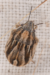 Homaemus parvulus