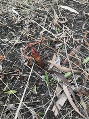 Lepidoptera