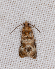 Lobesia physophora