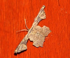 Monobolodes prunaria