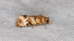 Lobesia physophora