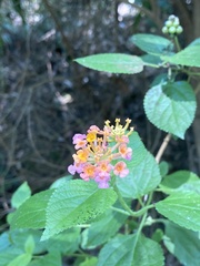 Lantana