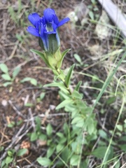 Gentiana parryi