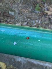 Cheilomenes sexmaculata
