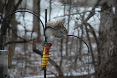 Sciurus carolinensis