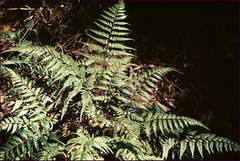 Parapolystichum acuminatum
