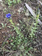 Gentiana parryi
