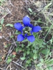 Gentiana parryi