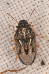 Neottiglossa tumidifrons