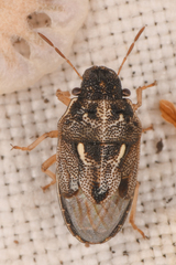 Neottiglossa tumidifrons