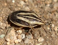Aelia americana