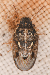 Neottiglossa tumidifrons