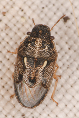 Neottiglossa tumidifrons