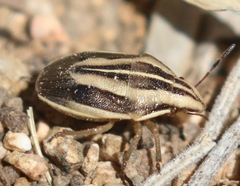 Aelia americana