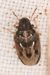 Neottiglossa tumidifrons
