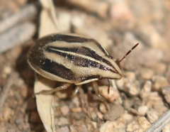 Aelia americana