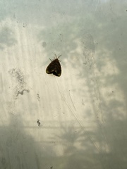 Erebidae