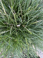 Carex