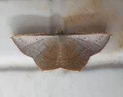 Plesiomorpha flaviceps