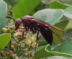 Polistes gigas