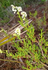 Polygonum dentoceras