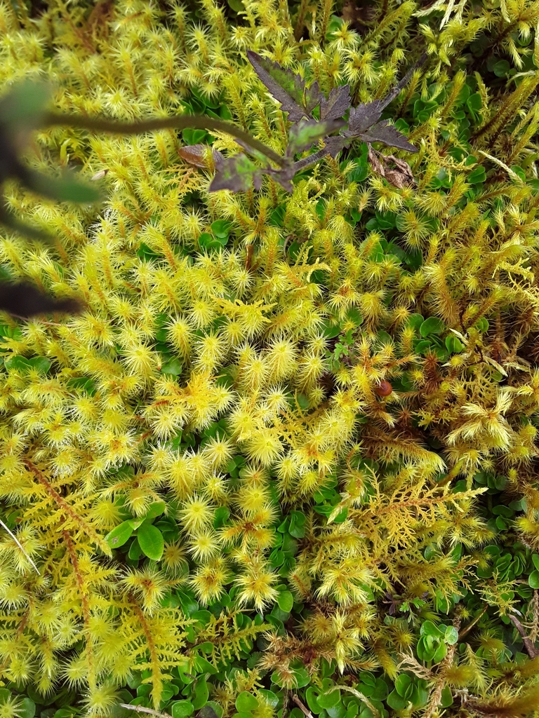 Breutelia brittoniae