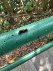 Erebidae