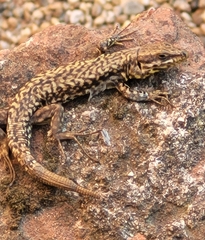 Podarcis muralis